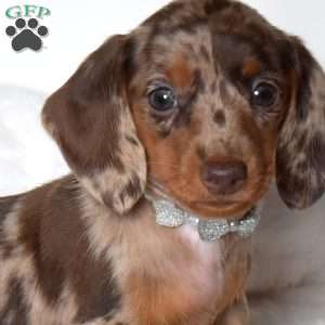 Pebbles, Dachshund Puppy