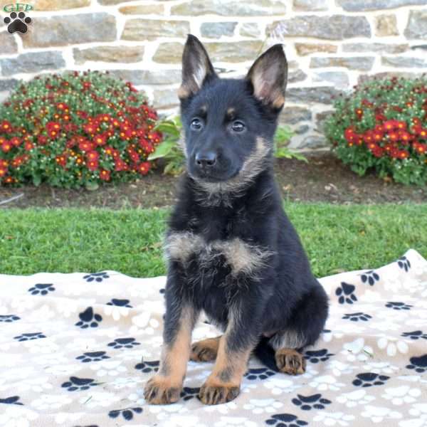 Penelope, German Shepherd Puppy