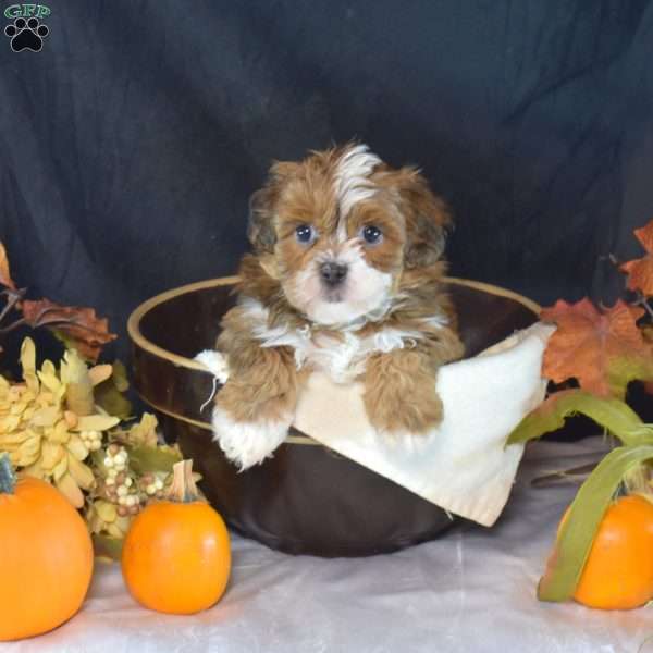 Penelope, Shih-Poo Puppy