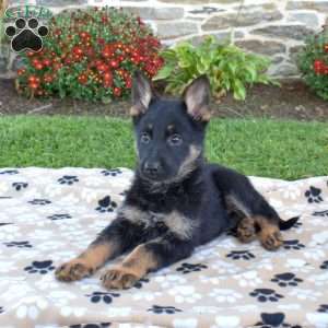 Penelope, German Shepherd Puppy