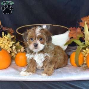 Penelope, Shih-Poo Puppy