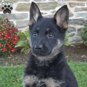 Penelope, German Shepherd Puppy