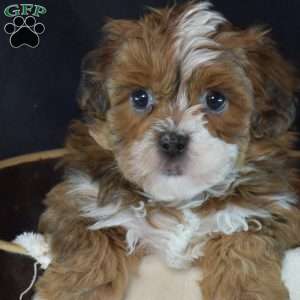 Penelope, Shih-Poo Puppy