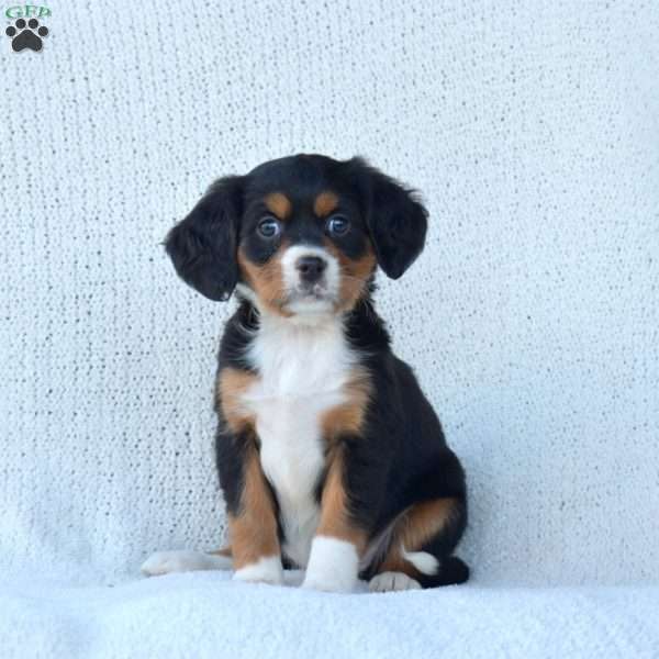 Penny, Miniature Bernese Mountain Dog Puppy