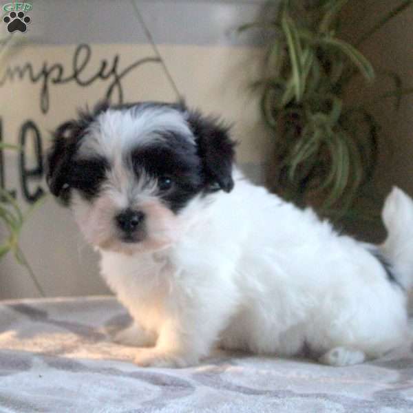 Penny, Teddy Bear Puppy