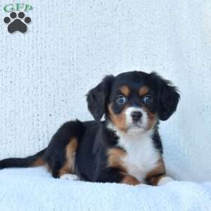 Penny, Miniature Bernese Mountain Dog Puppy