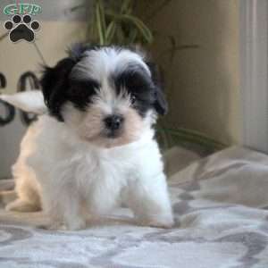 Penny, Teddy Bear Puppy