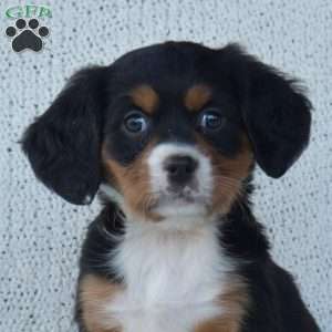 Penny, Miniature Bernese Mountain Dog Puppy