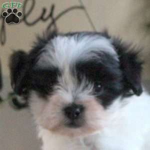 Penny, Teddy Bear Puppy