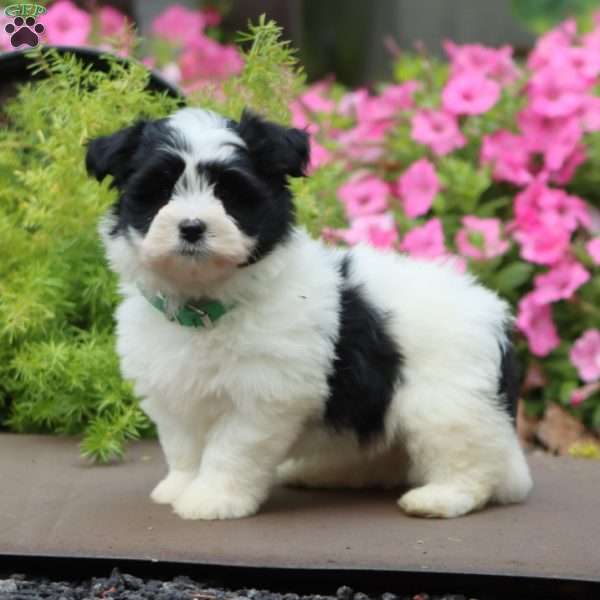 Penny, Havanese Puppy