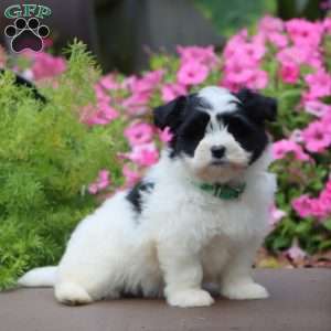 Penny, Havanese Puppy