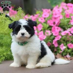 Penny, Havanese Puppy