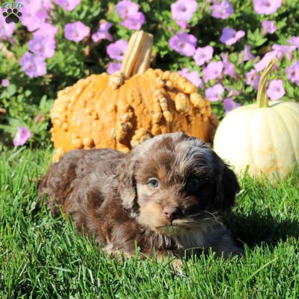 Pepper, Cockapoo Puppy