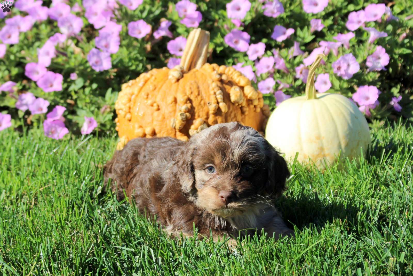 Pepper (Cockapoo, Female) in Strasburg, PA