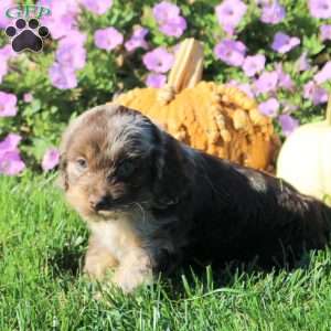 Pepper, Cockapoo Puppy