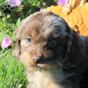 Pepper, Cockapoo Puppy