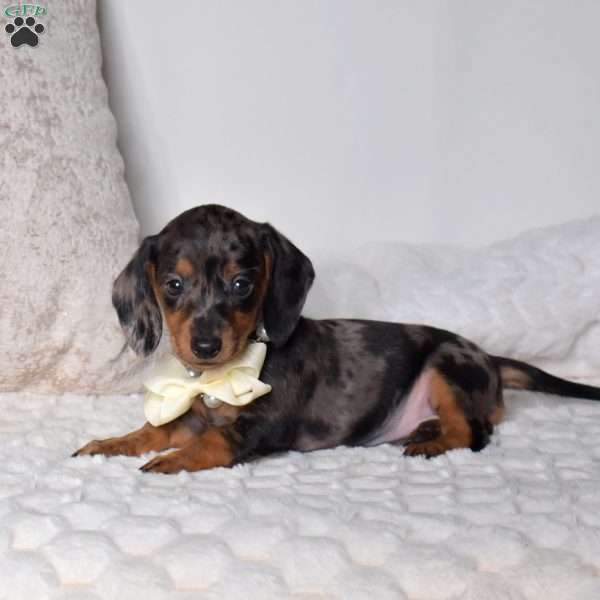 Pepper, Dachshund Puppy