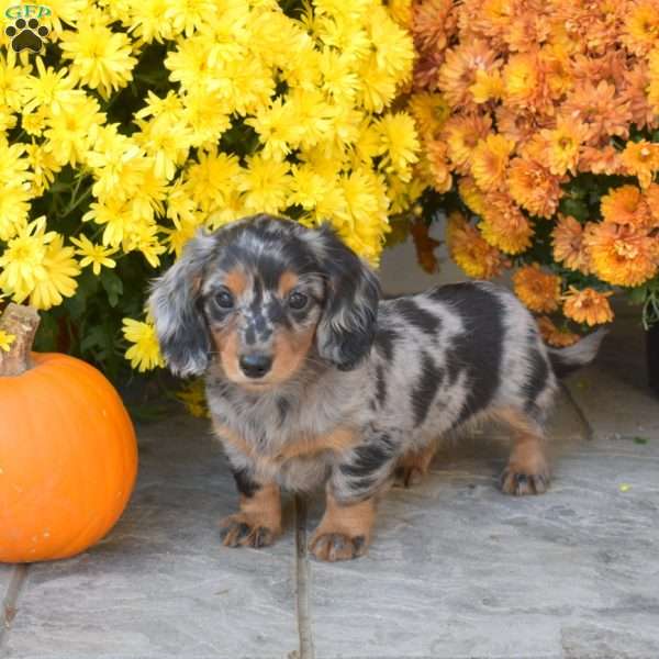 Pepper, Dachshund Puppy