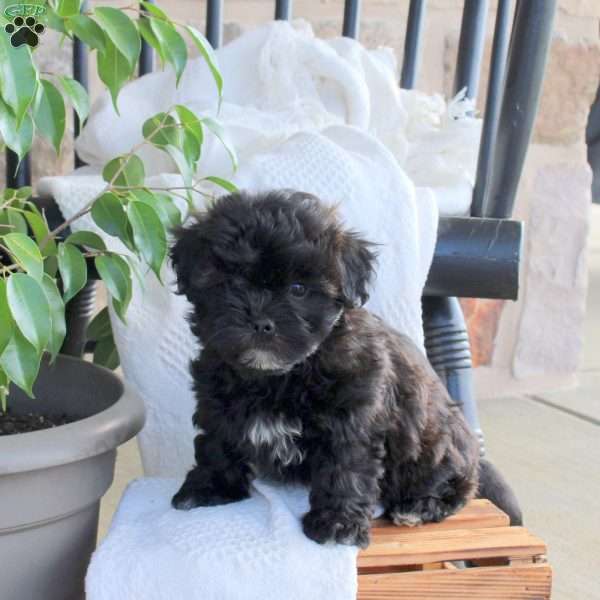Pepper, Shih Tzu Mix Puppy