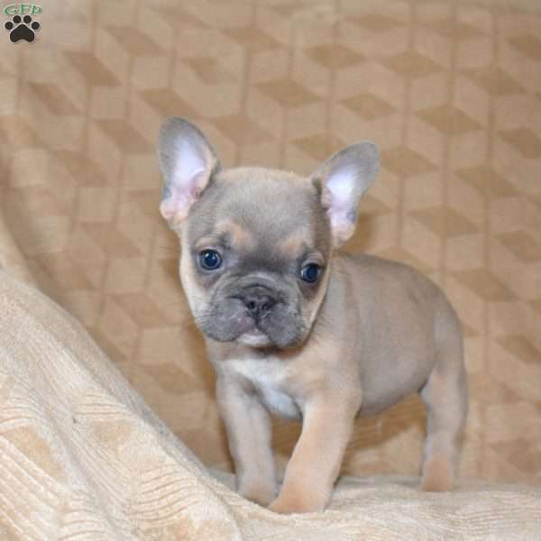 Pepper, French Bulldog Puppy