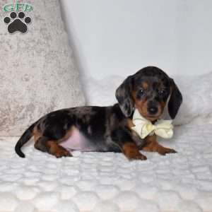 Pepper, Dachshund Puppy