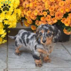Pepper, Dachshund Puppy