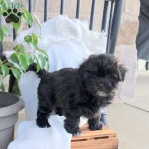 Pepper, Shih Tzu Mix Puppy