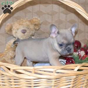 Pepper, French Bulldog Puppy