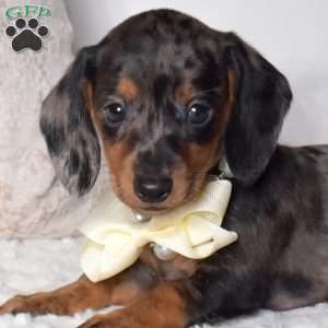 Pepper, Dachshund Puppy