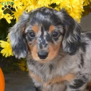 Pepper, Dachshund Puppy