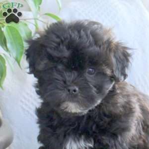 Pepper, Shih Tzu Mix Puppy