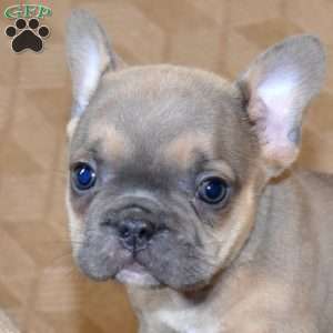 Pepper, French Bulldog Puppy