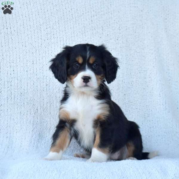 Peppermint, Miniature Bernese Mountain Dog Puppy