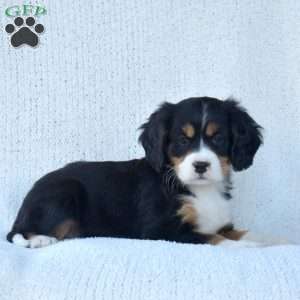 Peppermint, Miniature Bernese Mountain Dog Puppy