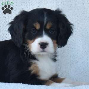 Peppermint, Miniature Bernese Mountain Dog Puppy