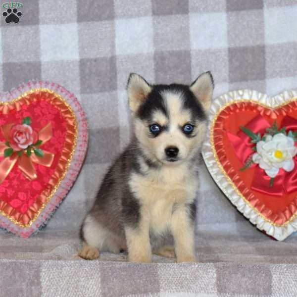 Pepsi, Pomsky Puppy