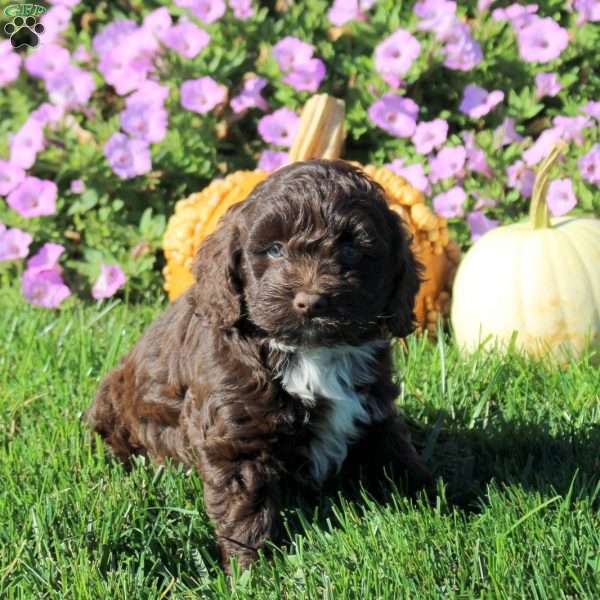 Pepsi, Cockapoo Puppy