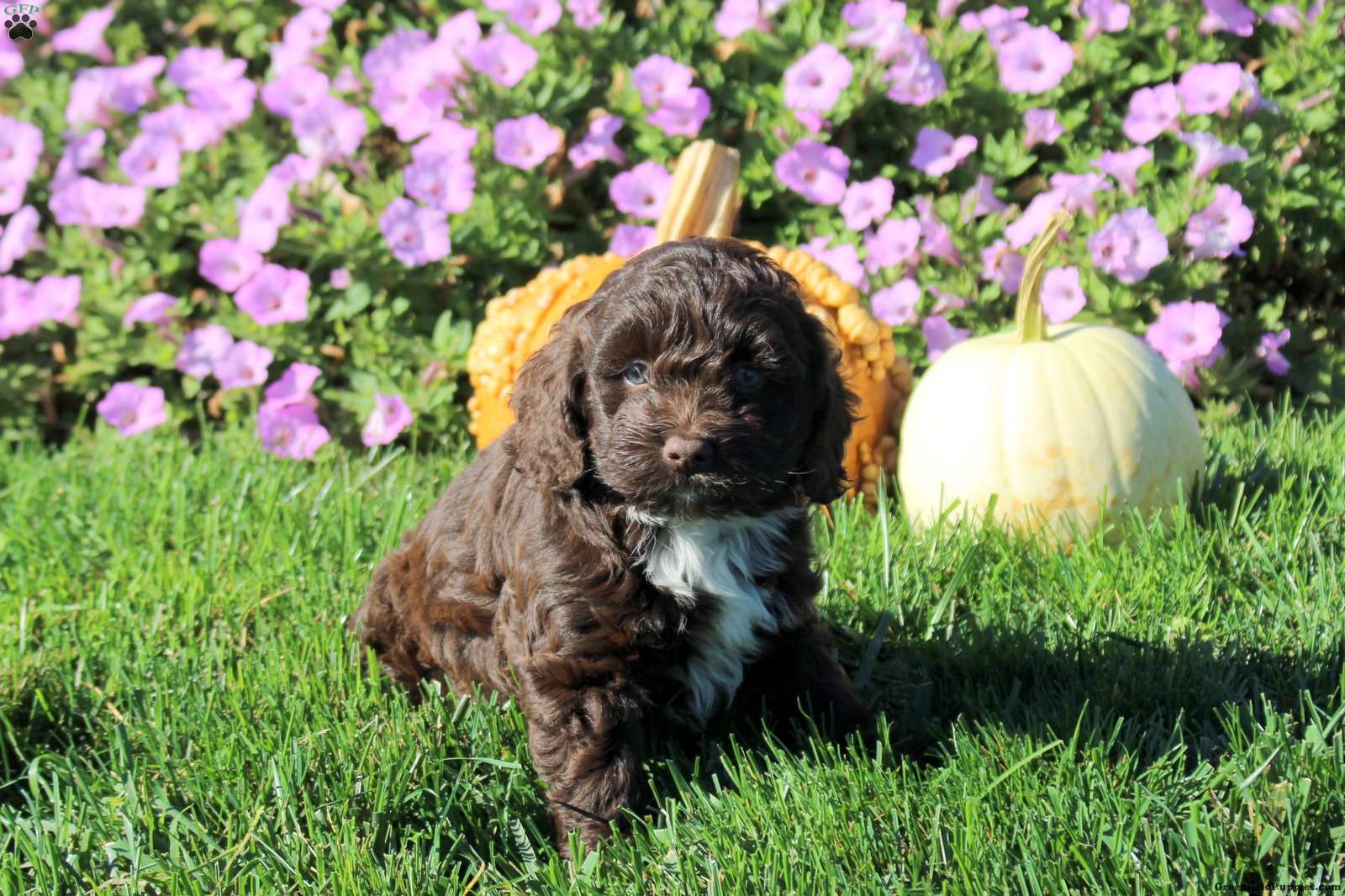 Pepsi (Cockapoo, Female) in Strasburg, PA