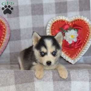 Pepsi, Pomsky Puppy