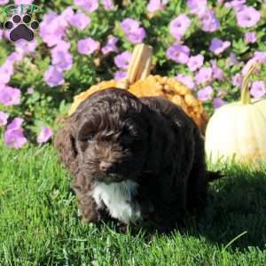 Pepsi, Cockapoo Puppy