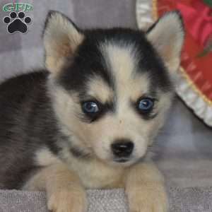 Pepsi, Pomsky Puppy