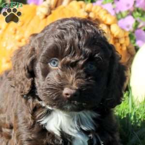 Pepsi, Cockapoo Puppy