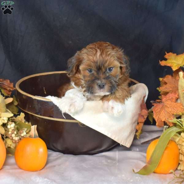 Pepsi, Shih-Poo Puppy