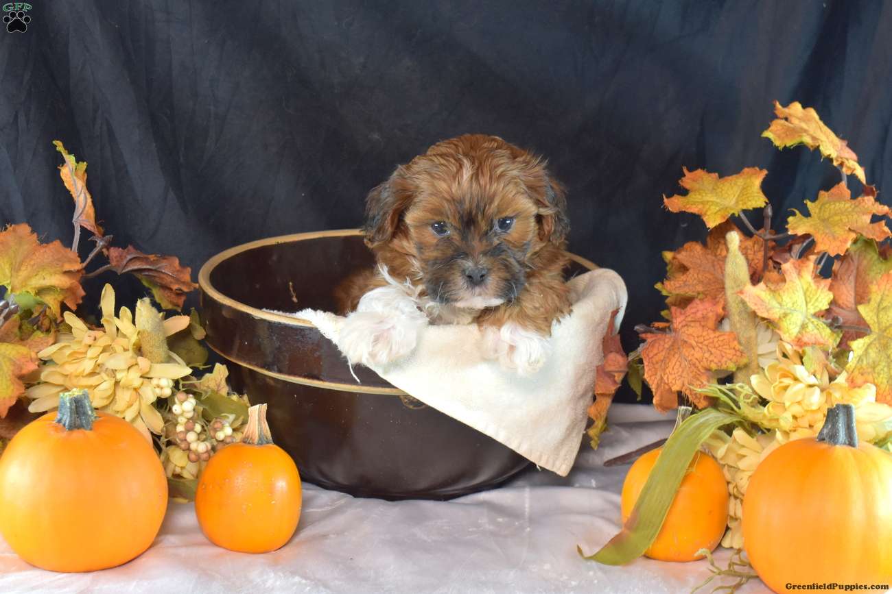 Pepsi (Shih-Poo, Male) in Manheim, PA