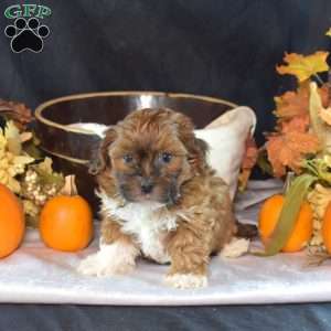 Pepsi, Shih-Poo Puppy