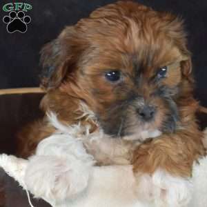Pepsi, Shih-Poo Puppy
