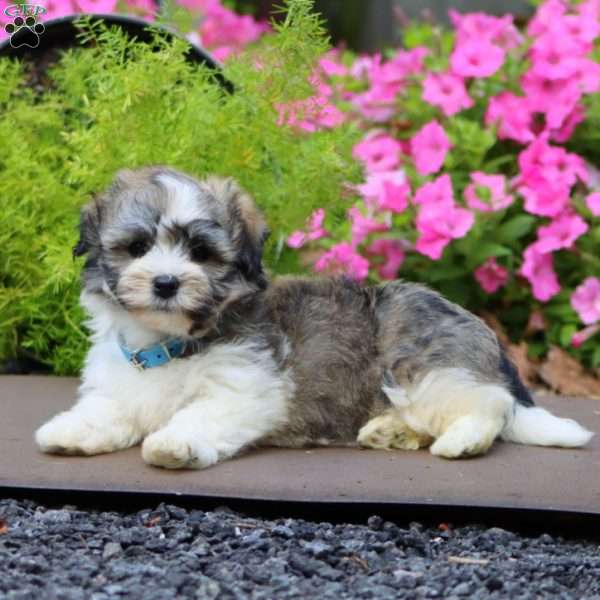 Pepsi, Havanese Puppy