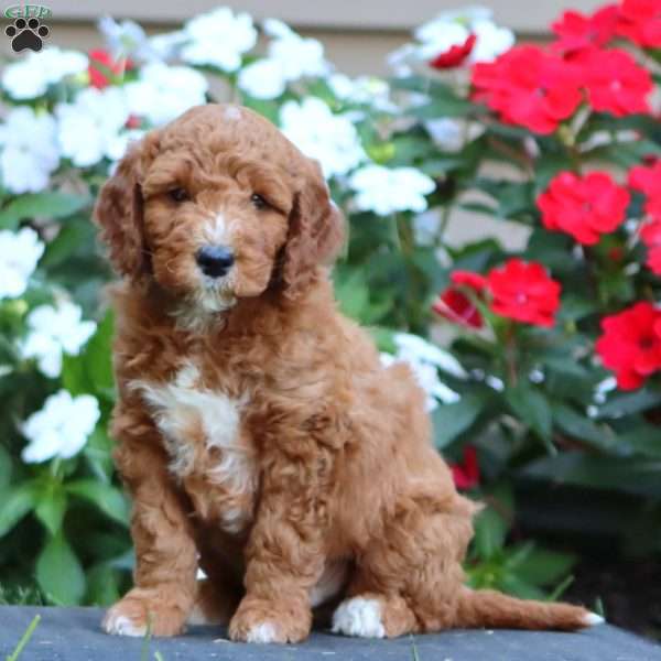 Pepsi, Goldendoodle Puppy