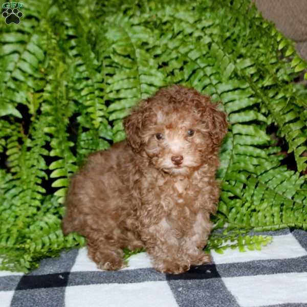 Pepsi, Toy Poodle Puppy