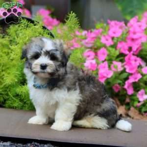 Pepsi, Havanese Puppy